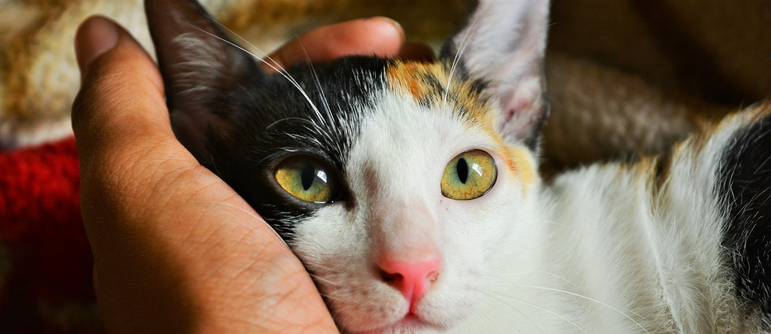 Euthanasie du chat : une décision difficile