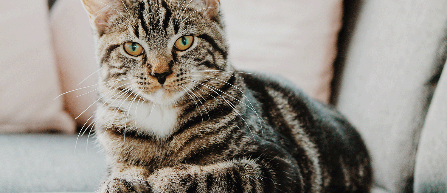 L’arthrose chez le chat : symptômes et traitements