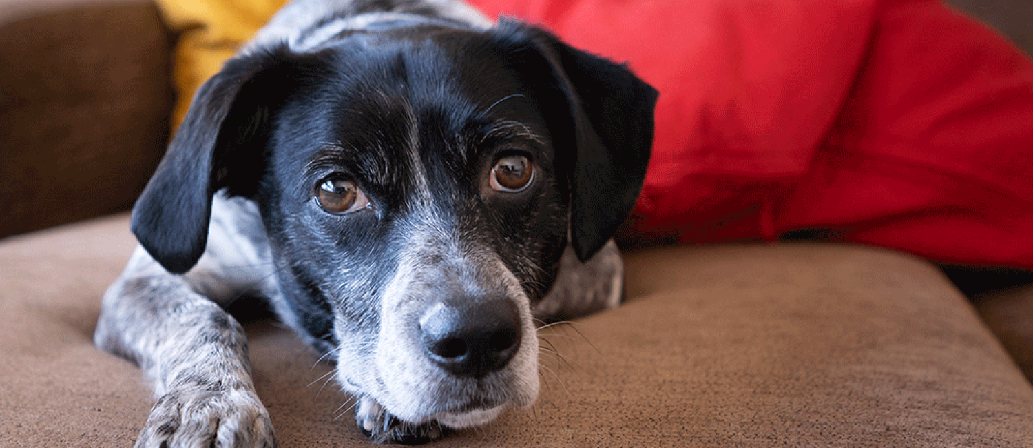L’arthrose chez le chien : comment soulager la douleur arthrosique ?