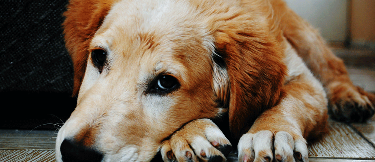Perte d’un animal : quelles souffrances psychologiques pour les autres animaux de la maison ?