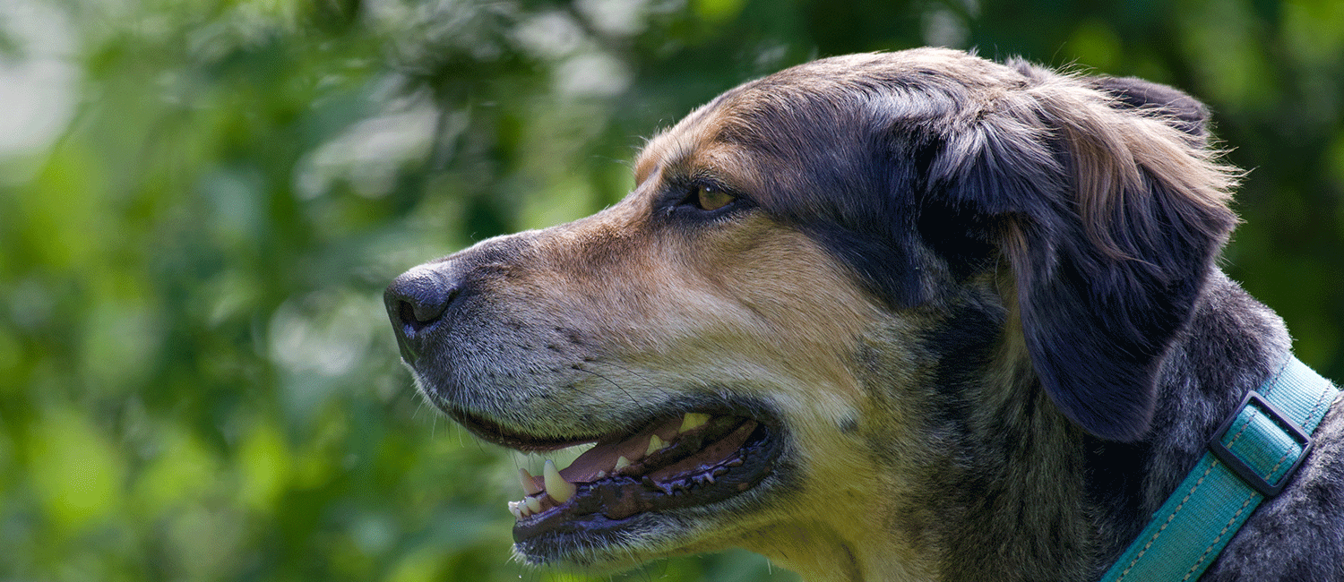 Maladie d’Alzheimer du vieux chien : le syndrome de dysfonctionnement cognitif
