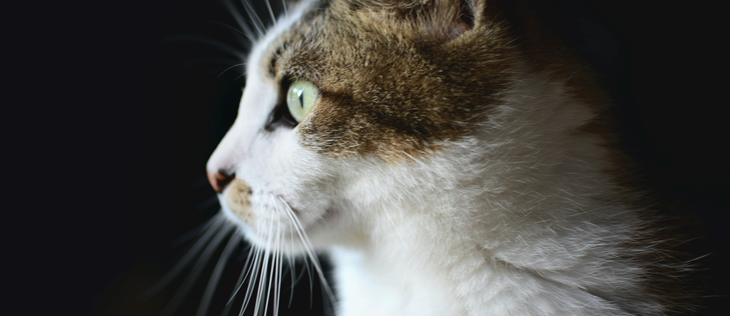 L’ostéopathie pour chat : une médecine douce pour le bien-être des félins