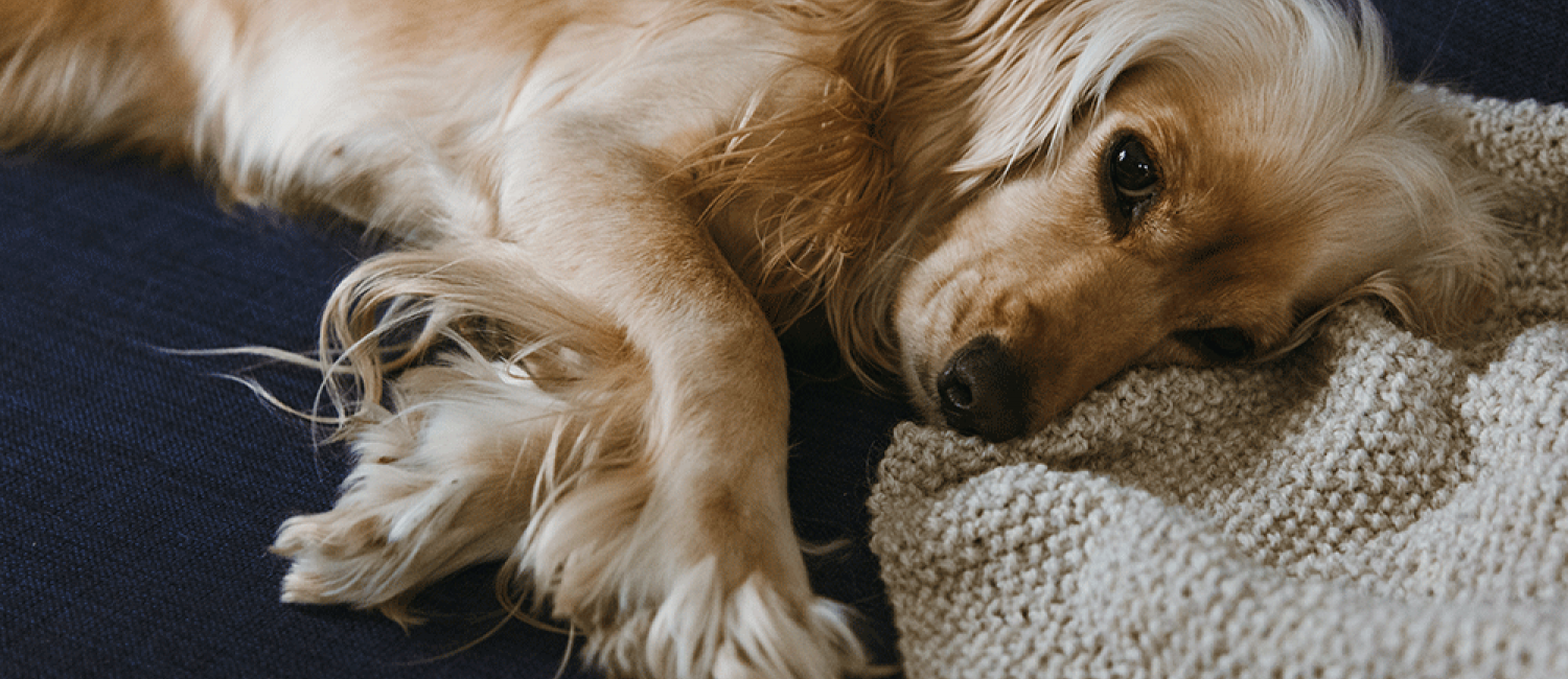 L’ostéopathie canine : quels bienfaits pour le chien ?
