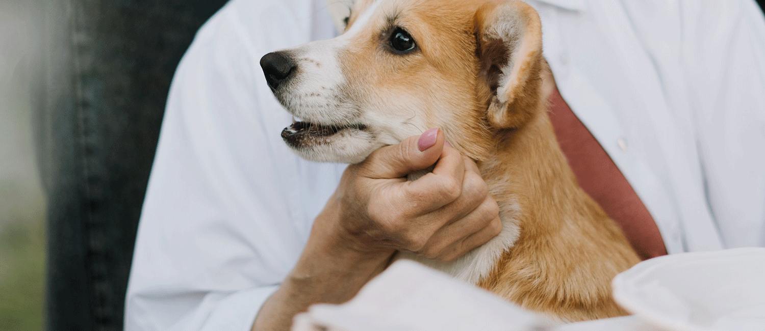 Garder son vieux chien en bonne santé : 5 conseils à mettre en place
